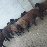 هموزیگوت