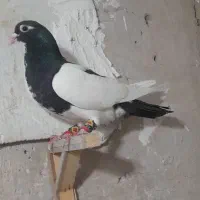 کبوتر
