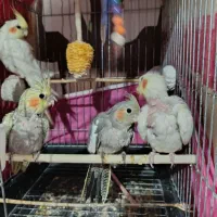 عروس هلندی