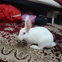 خرگوش خونگی