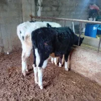 گوساله ماده ۸و۹ ماهه جنس خوب