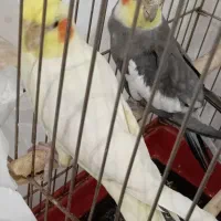 عروس هلندی نر و ماده سالم