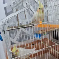 عروس پاریس جفت نروماده