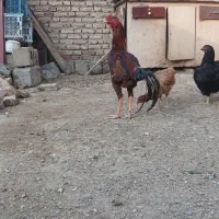 خروس|حیوانات مزرعه|بکتاش, |دیوار