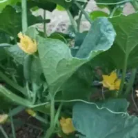۴نفر کارگر برای چیدن خیار