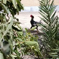 یک عدد خروس گلین