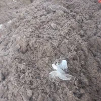 پوست پنبه