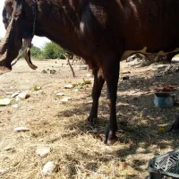یک عدد نر بز فوق‌العاده