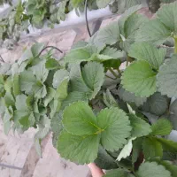 استخدام کارگر خانم  برای هرس گلخانه