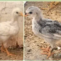 جوجه مرغ گلین 23تا مرغ ،3خروس