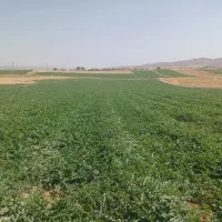 باغ هندوانه
