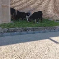 بز بیگ فروشی|حیوانات مزرعه|گتوند, |دیوار