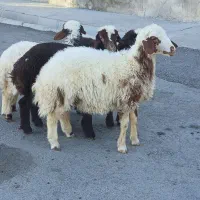 بره شیرمست درجه
