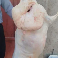 گوشت گوسفندی و شیشک