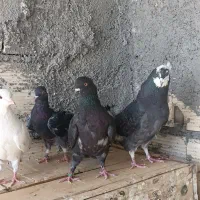 کبوتر|پرنده|اراک, |دیوار