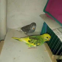 ۶ عدد مرغ عشق