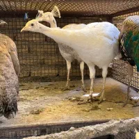 سه عدد طاووس مصری و سفید
