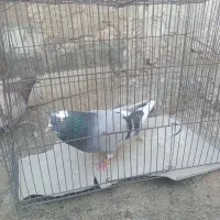کبوتر پروازی ساعت بالا