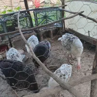 بوقلمون