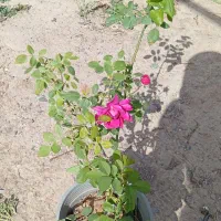 گل یاس  ورز