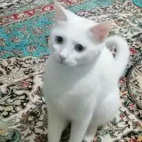 گربه خانگی