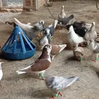 کفتر  گمشده