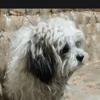 سگ پاکوتاه ماده