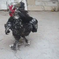 دو عدد خروس پا پر زینتی