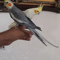 عروس هلندی