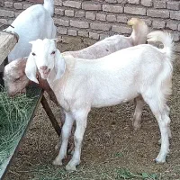 بزغاله نر وبزشیرادرجه یک