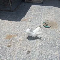 دم چتر آمریکایی