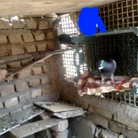 کفتر ‌