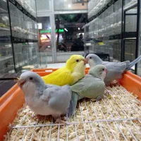 راهب جوجه سرلاکی تا بالغ همه رنگ