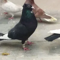 کفتر