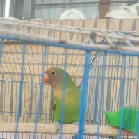 طولی فیشر نر