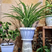 گل گندمی