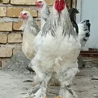 تخم مرغ نطفه دار برهما