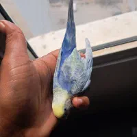 مرغ عشق نر رینبو بنفس