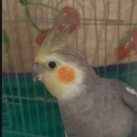 یک جفت عروس هلندی نر و ماده سخنگو