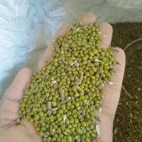 شوش چغازنبیل