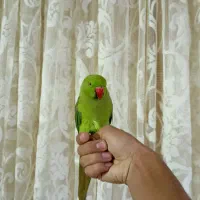 جوجه ملنگو نر