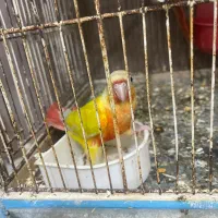 رد چیک با قرمزی بالا جوانه