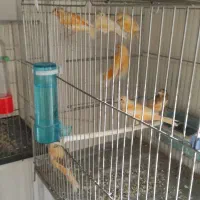 فروش جوجه قناری...و قناری جفتی و سهره ماده آماده