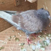 کبوتر جوجه باد برده دوتاش