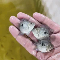 تگزاس باکس سایز ۱.۵ بند