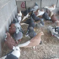 کفتر رنگی.پلاکی و دورگ