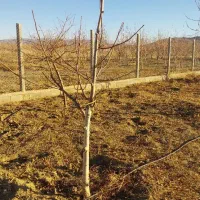 فروش زمین کشاورزی با آب قطره ای 24ساعته