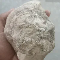فسیل خیلی قدیمی