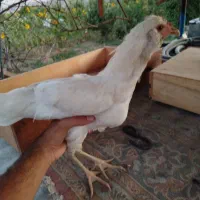 خروس گلین سفید