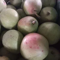 فروش گلابی کمپوتی